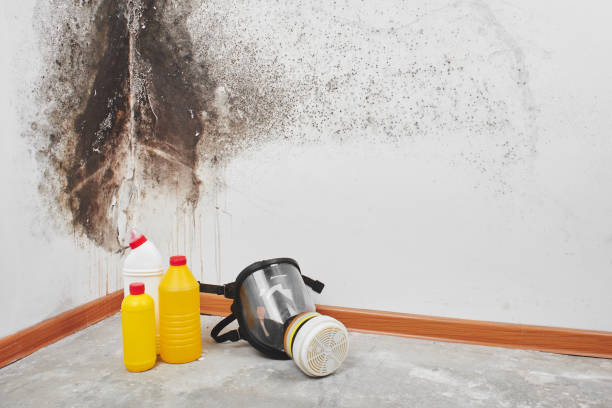 Best Kitchen Mold Remediation in Bright, IN