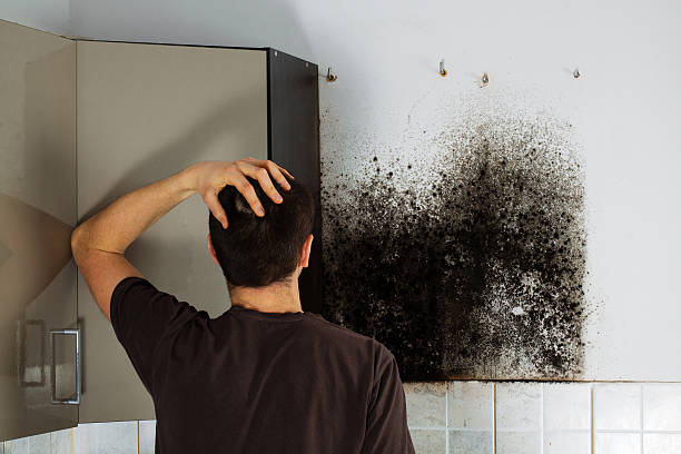 Best Residential Mold Remediation in Bright, IN